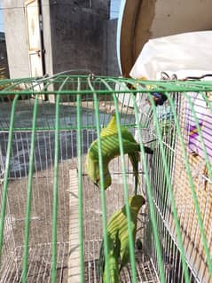 Raw/ green parrots available for sale [ Location sialkot]