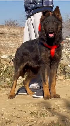 German Shepherd long God female 4 month for sale