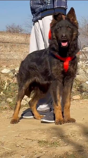 German Shepherd long God female 4 month for sale 0