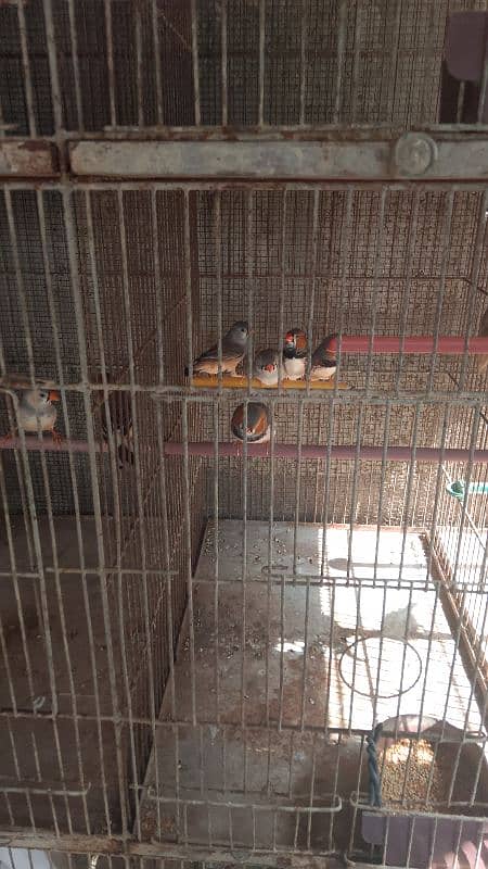 mutation finches 1