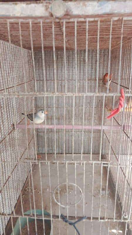 mutation finches 2