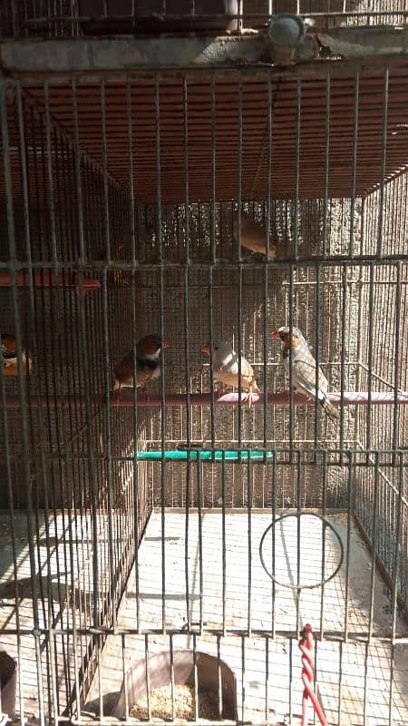 mutation finches 3