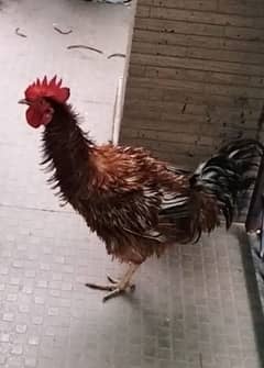 one year old desi chickens for sale