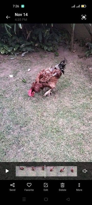 one year old 5 desi chickens for sale 1