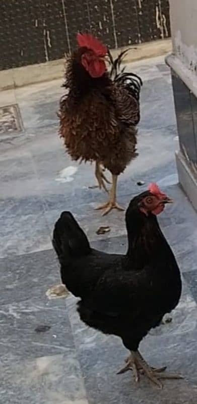 one year old 5 desi chickens for sale 2