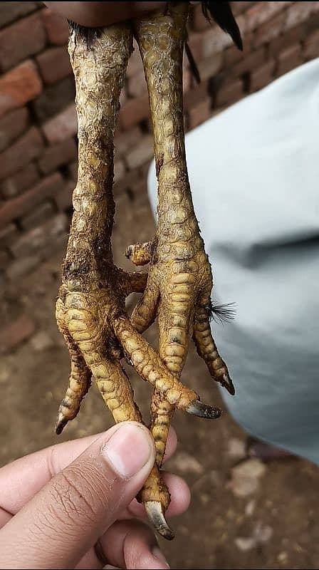 veitnami & pakoya cross aseel patha 3