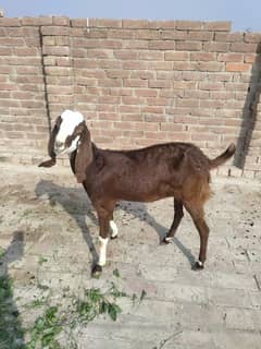 Bakri