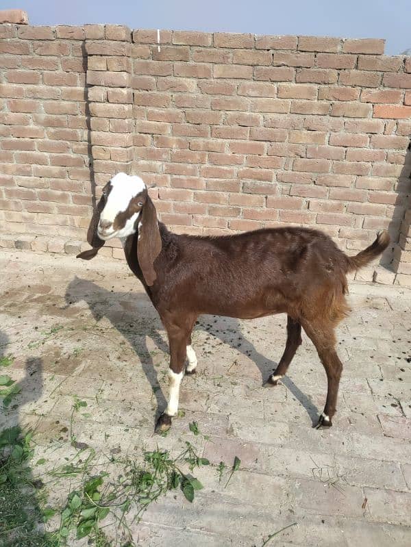 Bakri & Bakra 1