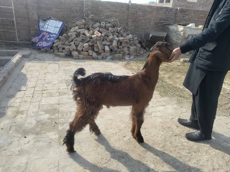 Bakri & Bakra 2