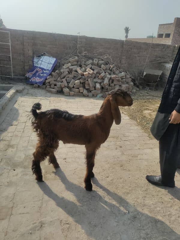 Bakri & Bakra 3