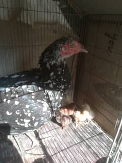 Aseel Murgi with 6 chicks