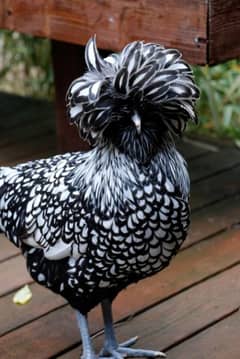 Ayam Cemani_Bantam_Polish_Silky_Cochin