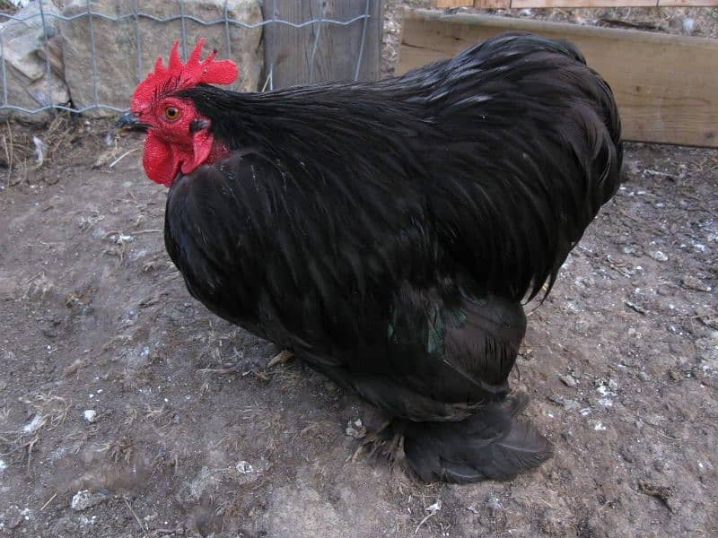 Ayam Cemani_Bantam_Polish_Silky_Cochin 2