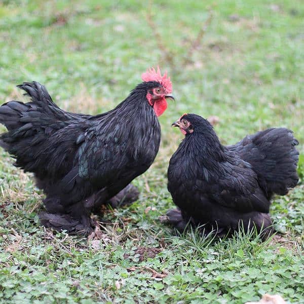 Ayam Cemani_Bantam_Polish_Silky_Cochin 3