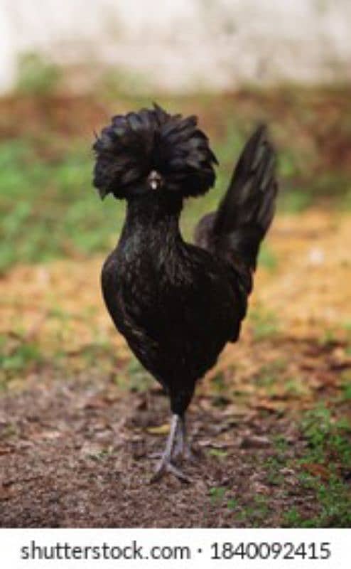 Ayam Cemani_Bantam_Polish_Silky_Cochin 5