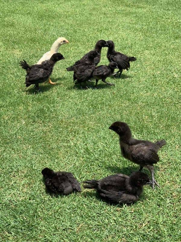 Ayam Cemani_Bantam_Polish_Silky_Cochin 6