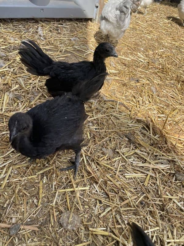 Ayam Cemani_Bantam_Polish_Silky_Cochin 8