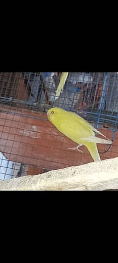 TCB and Budgie Cross pathay For sell