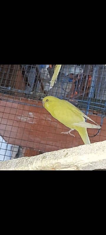 TCB and Budgie Cross pathay For sell 0