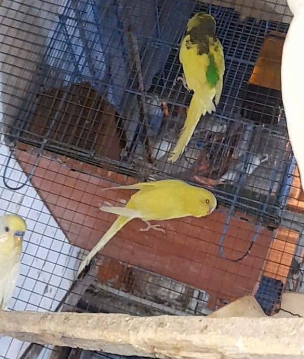 TCB and Budgie Cross pathay For sell 1