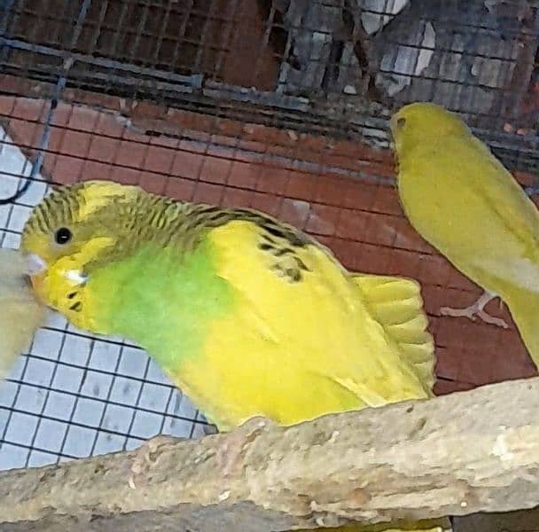 TCB and Budgie Cross pathay For sell 2