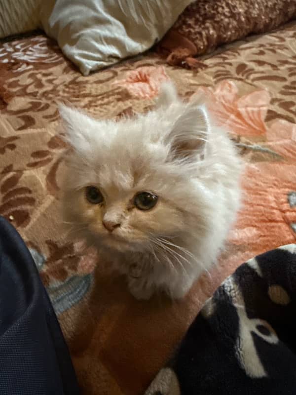 persian cat tripple coated full punch face 0