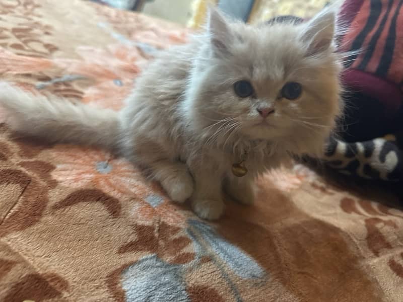 persian cat tripple coated full punch face 1