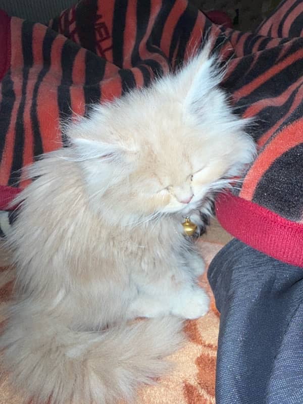 persian cat tripple coated full punch face 2