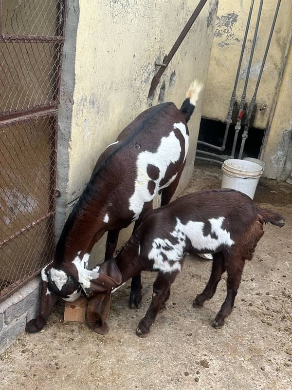 1 male 2 female bkriyan for sale 2