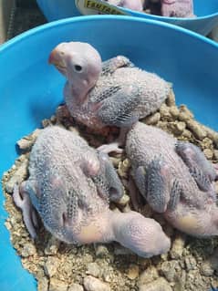 parrot chicks/read description