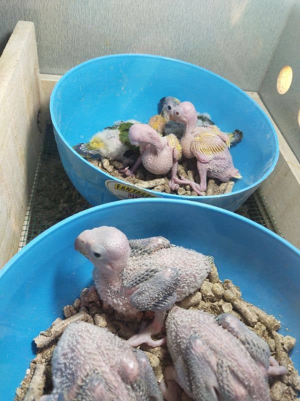 yellow parrot chicks 1