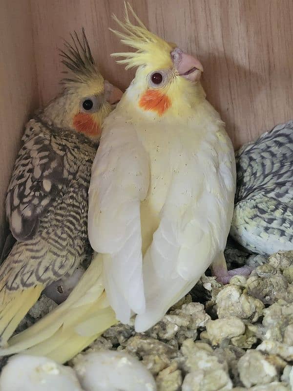 cockatiel 2