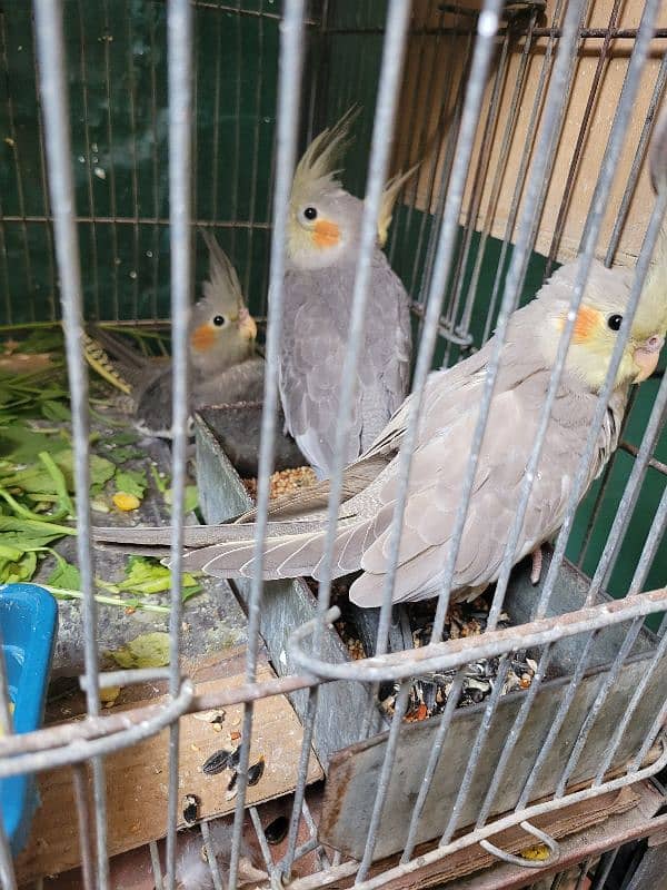 cockatiel 4