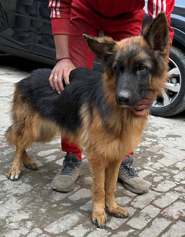 German shepherd 1