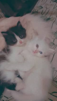 kittens