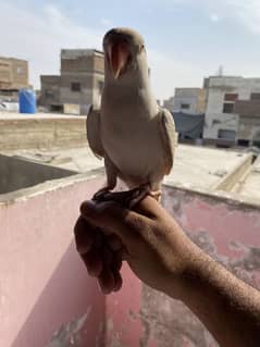 white ringneck for sale Bolta bhe  hn