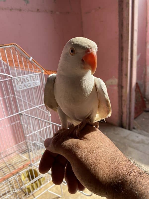 white ringneck for sale Bolta bhe  hn 1