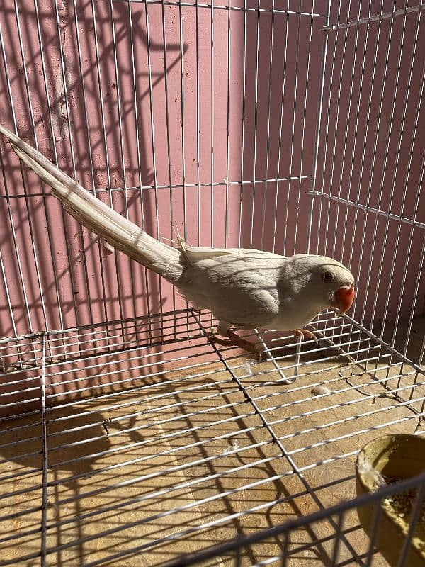 white ringneck for sale Bolta bhe  hn 2