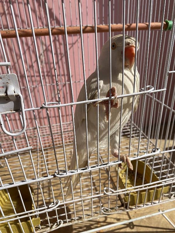 white ringneck for sale Bolta bhe  hn 3