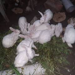 Rabbits breeder pair for sale