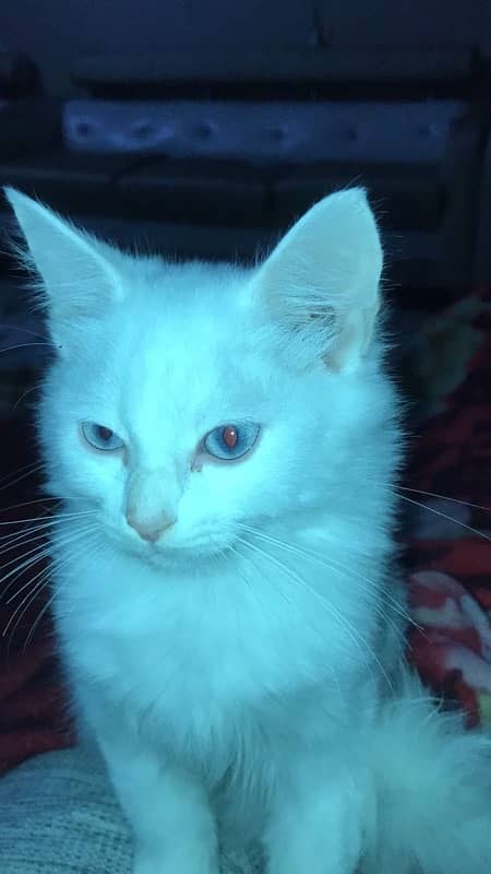 semi persian double coated kitten 1