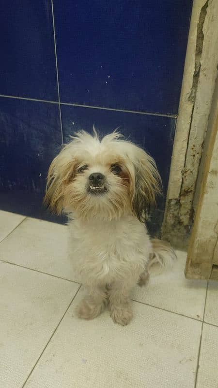 Shih tzu Male dog 0