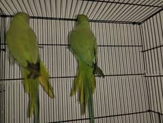 ringneck pair