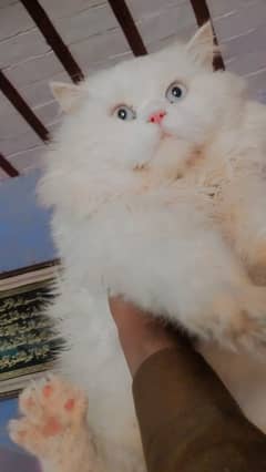 Persian Male Cat For Sale White Eyes