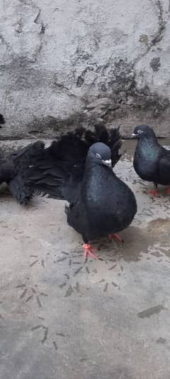 kabotr lakay black big tel for sale 5 pair hen