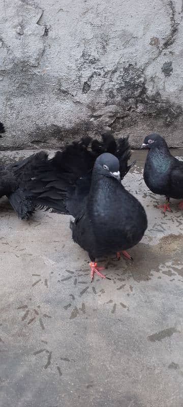 kabotr lakay black big tel for sale 5 pair hen 0