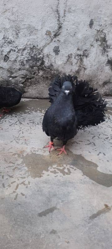 kabotr lakay black big tel for sale 5 pair hen 1