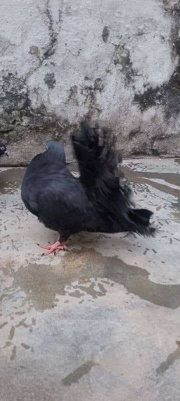 kabotr lakay black big tel for sale 5 pair hen 2