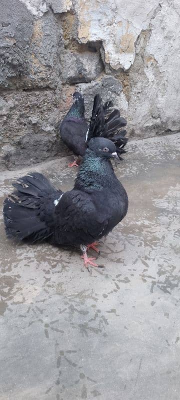 kabotr lakay black big tel for sale 5 pair hen 3