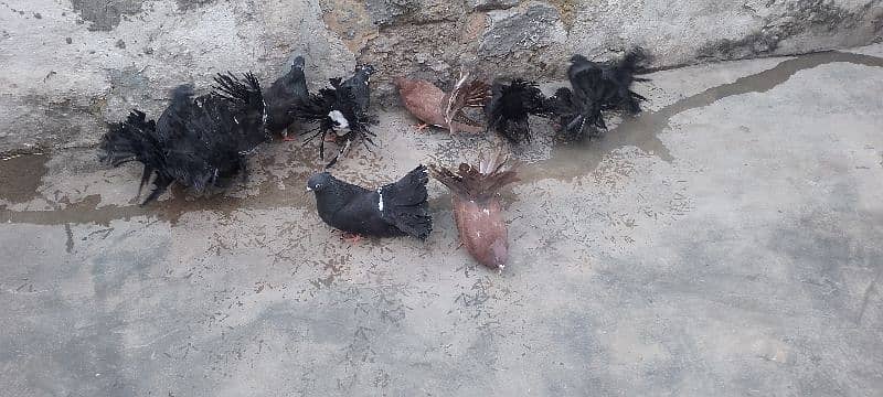 kabotr lakay black big tel for sale 5 pair hen 4